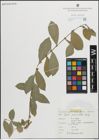 Foto von Salix pedicellata Desf.